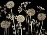 Meadow flowers - Wall Art - By Assaf Frank- Gallery Art Company