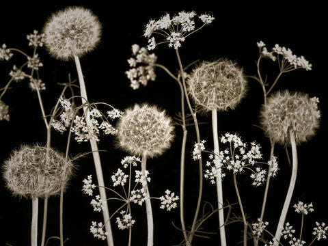 Meadow flowers - Wall Art - By Assaf Frank- Gallery Art Company