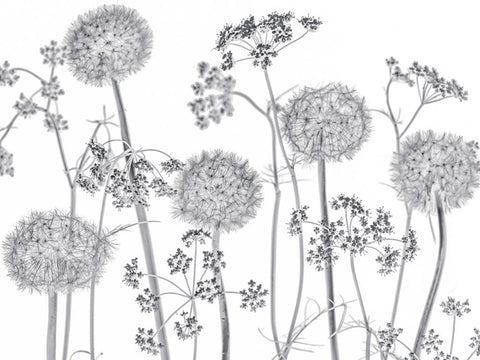 Meadow flowers - Wall Art - By Assaf Frank- Gallery Art Company
