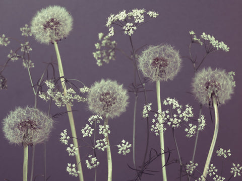 Meadow flowers - Wall Art - By Assaf Frank- Gallery Art Company