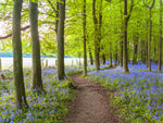 Path in Bluebell wood - Wall Art - By Assaf Frank- Gallery Art Company