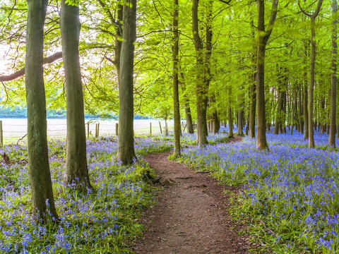 Path in Bluebell wood - Wall Art - By Assaf Frank- Gallery Art Company