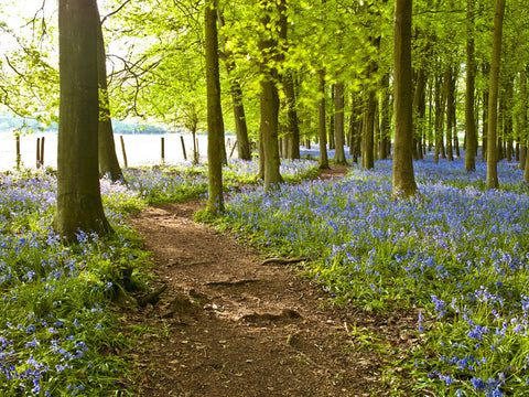 Path in Bluebell wood - Wall Art - By Assaf Frank- Gallery Art Company