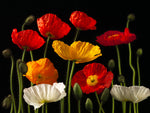 Multi coloured Poppies and buds - Wall Art - By Assaf Frank- Gallery Art Company