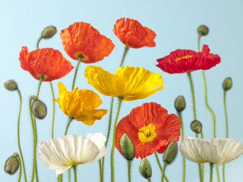 Multi coloured Poppies and buds - Wall Art - By Assaf Frank- Gallery Art Company
