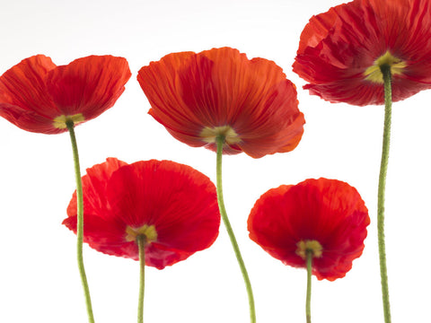 Five Poppies - Wall Art - By Assaf Frank- Gallery Art Company
