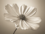 Cosmos flower - Wall Art - By Assaf Frank- Gallery Art Company