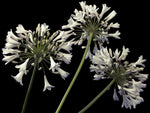 African Lilies - Wall Art - By Assaf Frank- Gallery Art Company