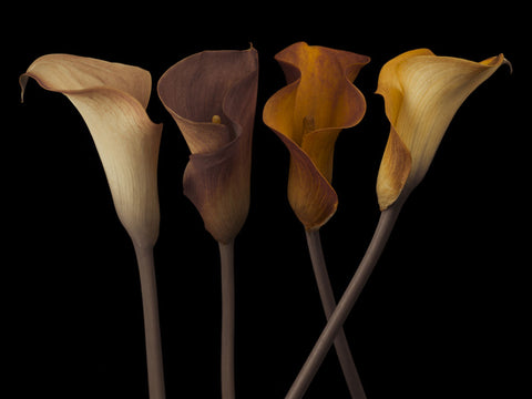 Four calla lilies - Wall Art - By Assaf Frank- Gallery Art Company
