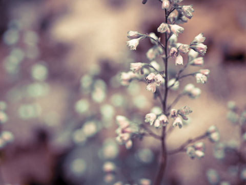 Flowering Heuchera - Wall Art - By Assaf Frank- Gallery Art Company