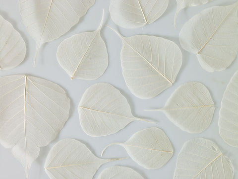 Skeleton leaves - Wall Art - By Assaf Frank- Gallery Art Company