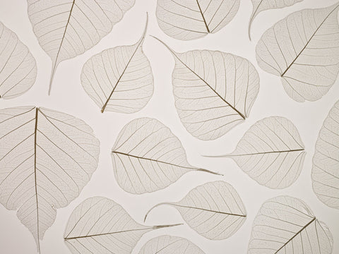 Skeleton leaves - Wall Art - By Assaf Frank- Gallery Art Company