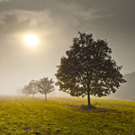 Trees in the mist - Wall Art - By Assaf Frank- Gallery Art Company