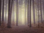 Misty trees - Wall Art - By Assaf Frank- Gallery Art Company