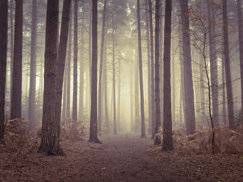 Misty trees - Wall Art - By Assaf Frank- Gallery Art Company