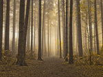 Misty trees - Wall Art - By Assaf Frank- Gallery Art Company