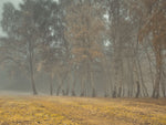 Misty trees - Wall Art - By Assaf Frank- Gallery Art Company