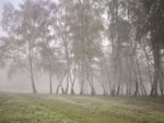 Misty trees - Wall Art - By Assaf Frank- Gallery Art Company