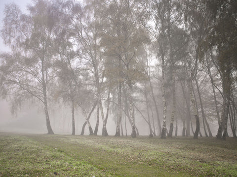 Misty trees - Wall Art - By Assaf Frank- Gallery Art Company