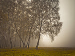 Misty trees - Wall Art - By Assaf Frank- Gallery Art Company