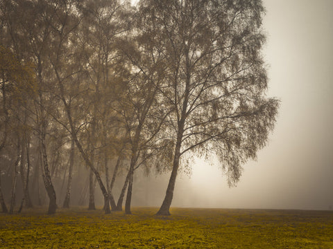 Misty trees - Wall Art - By Assaf Frank- Gallery Art Company