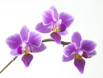 Purple Orchids - Wall Art - By Assaf Frank- Gallery Art Company