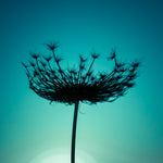 Sillouette of a bishops weed - Wall Art - By Assaf Frank- Gallery Art Company
