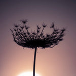 Sillouette of a bishops weed - Wall Art - By Assaf Frank- Gallery Art Company