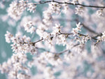 Blossom - Wall Art - By Assaf Frank- Gallery Art Company