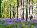 Bluebells covering forest floor - Wall Art - By Assaf Frank- Gallery Art Company