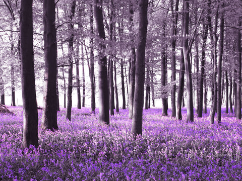 Bluebells covering forest floor - Wall Art - By Assaf Frank- Gallery Art Company
