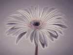 Gerbera flower - Wall Art - By Assaf Frank- Gallery Art Company