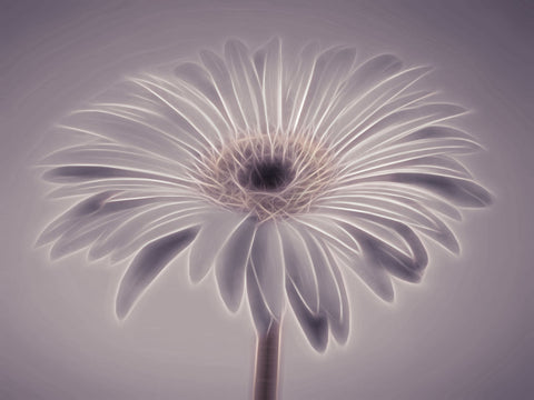 Gerbera flower - Wall Art - By Assaf Frank- Gallery Art Company