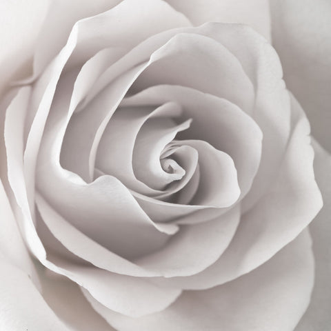 Rose close-up - Wall Art - By Assaf Frank- Gallery Art Company