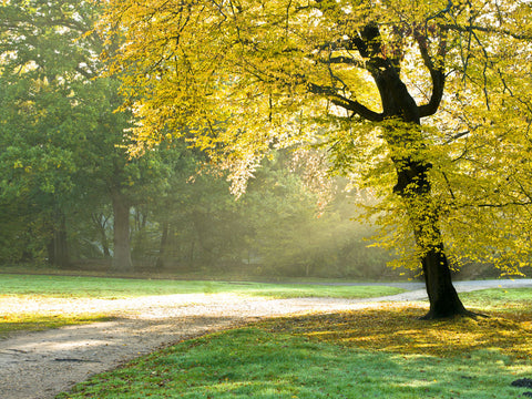Autumn tree in sunlight - Wall Art - By Assaf Frank- Gallery Art Company
