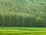 Forest edge - Wall Art - By Assaf Frank- Gallery Art Company