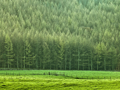 Forest edge - Wall Art - By Assaf Frank- Gallery Art Company