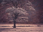 Tree in a field - Wall Art - By Assaf Frank- Gallery Art Company