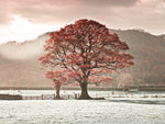 Oak tree - Wall Art - By Assaf Frank- Gallery Art Company