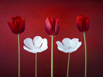 Tulip flowers in a row - Wall Art - By Assaf Frank- Gallery Art Company