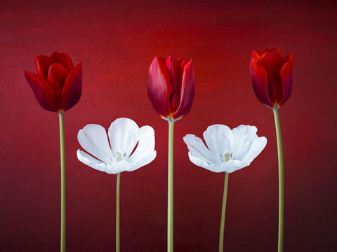 Tulip flowers in a row - Wall Art - By Assaf Frank- Gallery Art Company