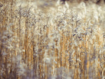 Grass Reeds - Wall Art - By Assaf Frank- Gallery Art Company