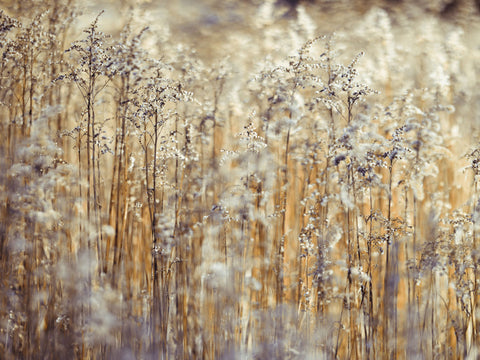 Grass Reeds - Wall Art - By Assaf Frank- Gallery Art Company