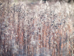 Grass Reeds - Wall Art - By Assaf Frank- Gallery Art Company