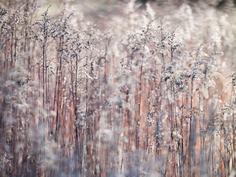 Grass Reeds - Wall Art - By Assaf Frank- Gallery Art Company