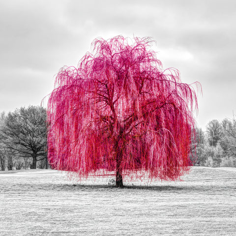 Red tree - Wall Art - By Assaf Frank- Gallery Art Company