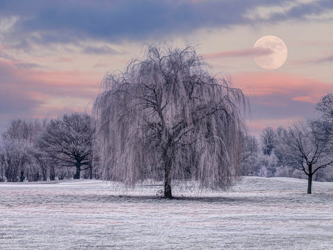 Tree coverd in frost - Wall Art - By Assaf Frank- Gallery Art Company