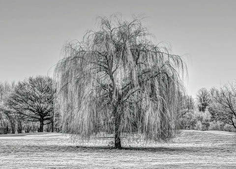 Tree coverd in frost - Wall Art - By Assaf Frank- Gallery Art Company