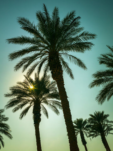 Palm trees - Wall Art - By Assaf Frank- Gallery Art Company