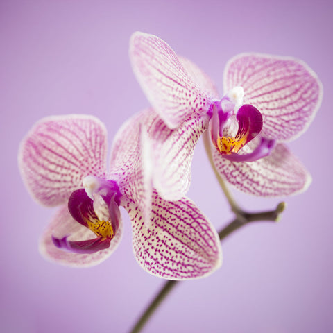 Orchid flowers - Wall Art - By Assaf Frank- Gallery Art Company